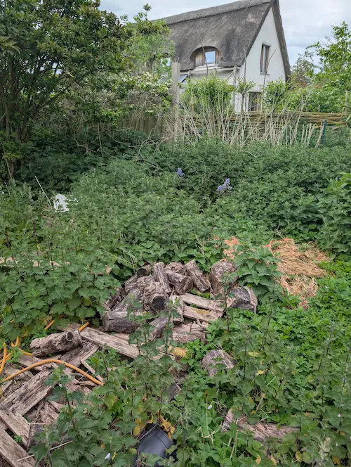 Thick weeds and nettles